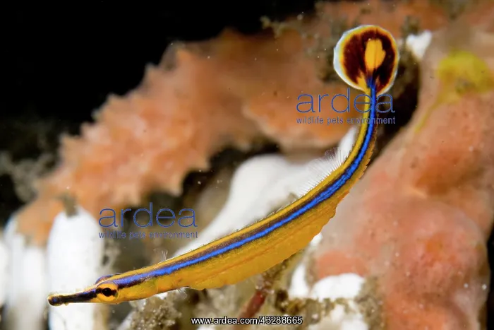 : Bluestripe Pipefish - by sponge : Bluestripe Pipefish - by sponge