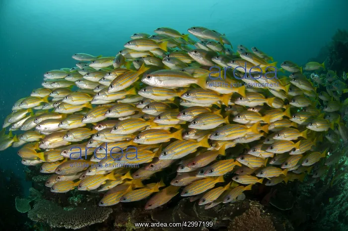 : Bluestripe Snapper - school - Mioskon dive site : Bluestripe Snapper - school - Mioskon dive site