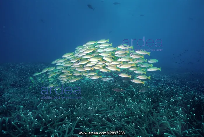 : Bluestriped / Blue-stripe SNAPPER / Yellow and : Bluestriped / Blue-stripe SNAPPER / Yellow and