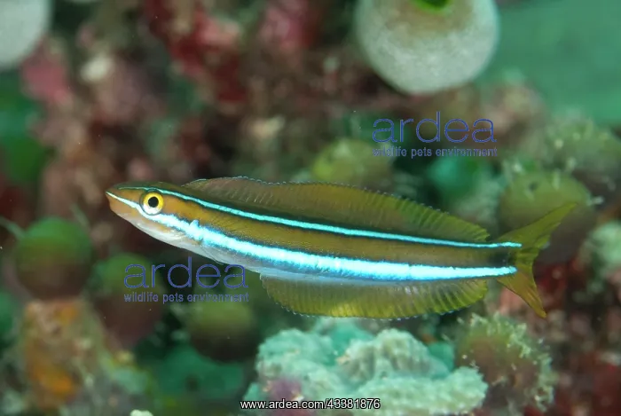 : Bluestriped Fangblenny : Bluestriped Fangblenny