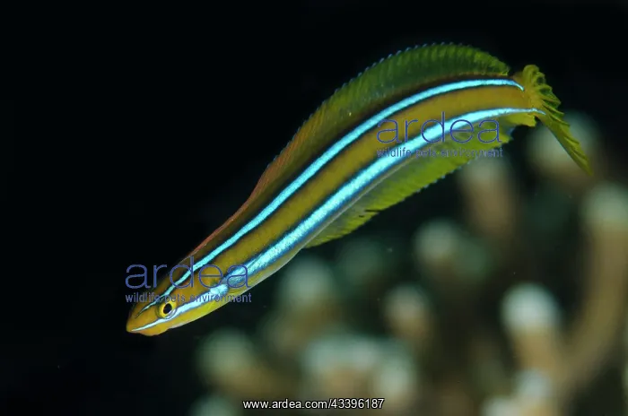 : Bluestriped Fangblenny : Bluestriped Fangblenny