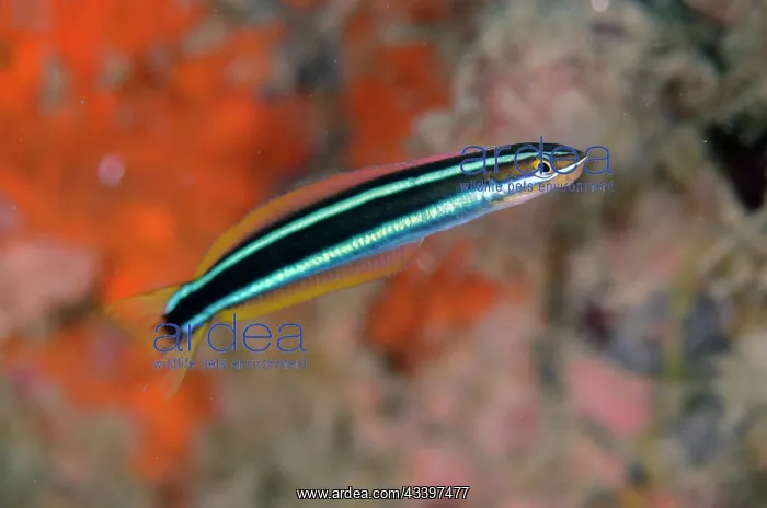 : Bluestriped Fangblenny : Bluestriped Fangblenny