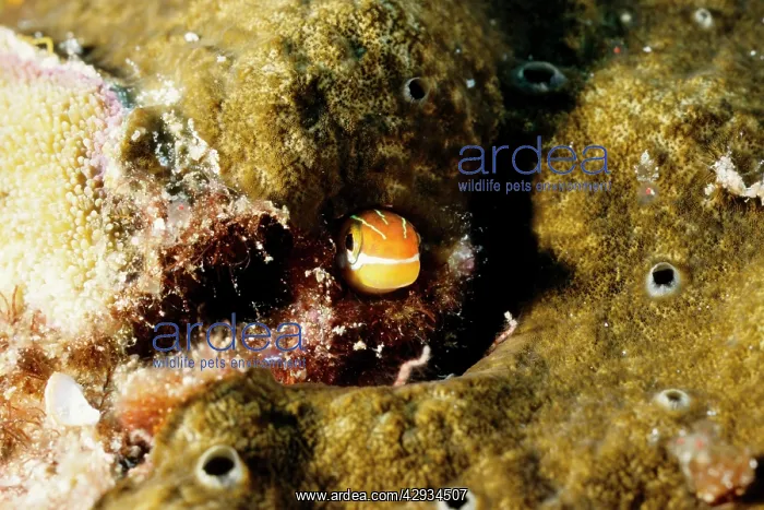: Bluestriped fangblenny. It can change colour and : Bluestriped fangblenny. It can change colour and