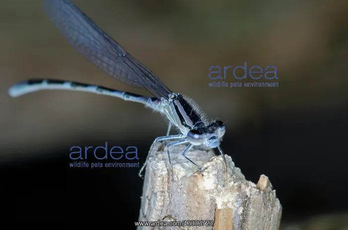 : Bluet Damselfly : Bluet Damselfly