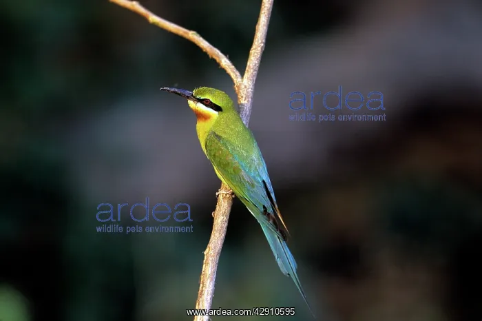 : Bluetailed BEE-EATER : Bluetailed BEE-EATER