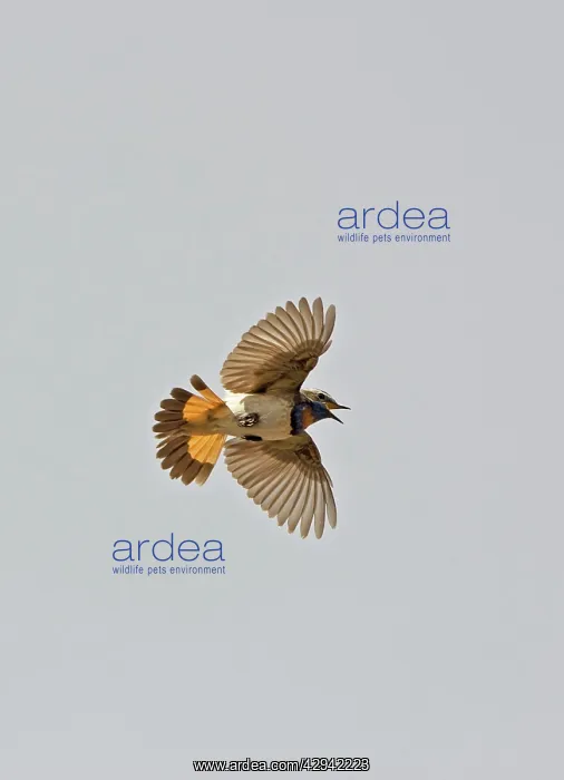 : Bluethroat : Bluethroat