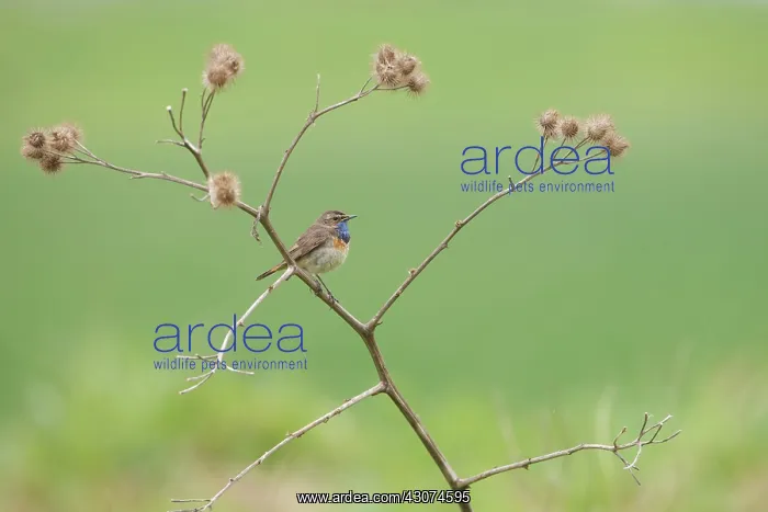 : Bluethroat : Bluethroat