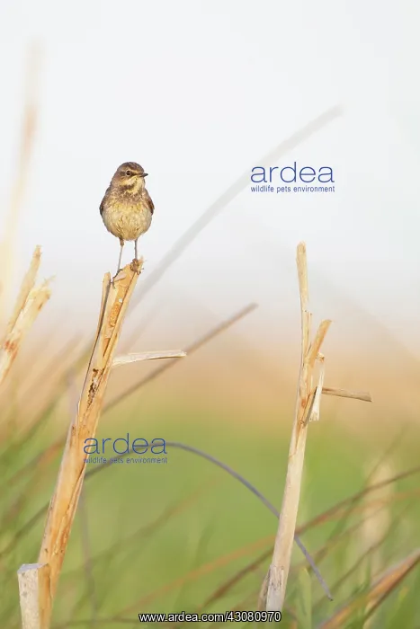 : Bluethroat : Bluethroat