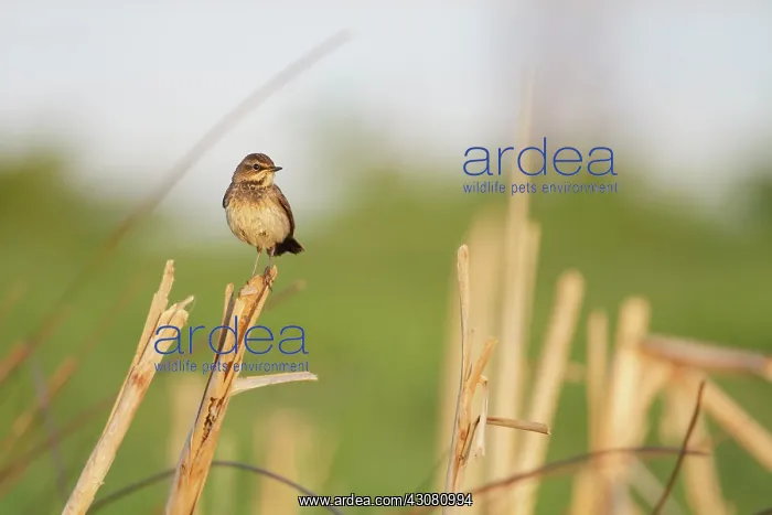 : Bluethroat : Bluethroat