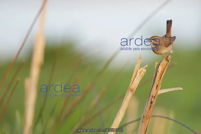 : Bluethroat : Bluethroat