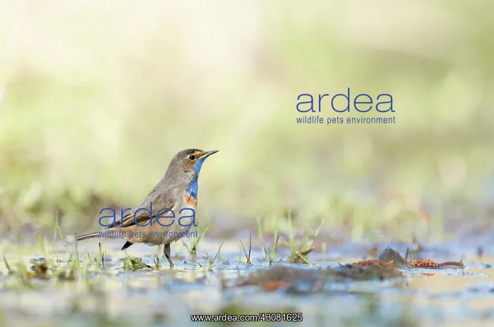 : Bluethroat : Bluethroat