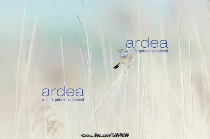: Bluethroat : Bluethroat