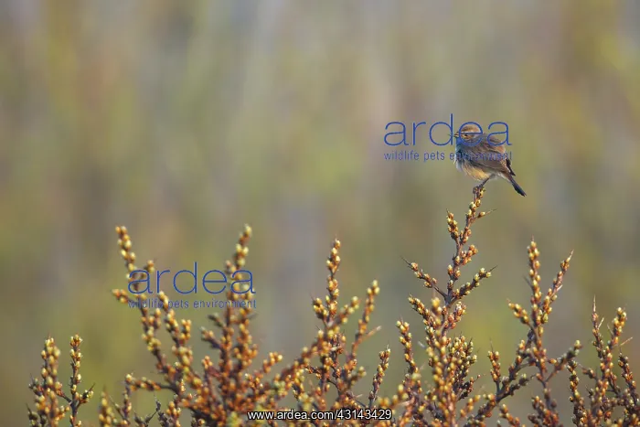 : Bluethroat : Bluethroat