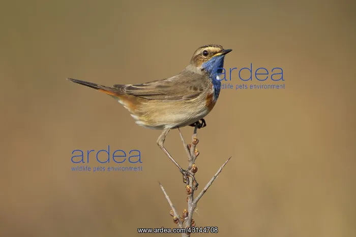 : Bluethroat : Bluethroat
