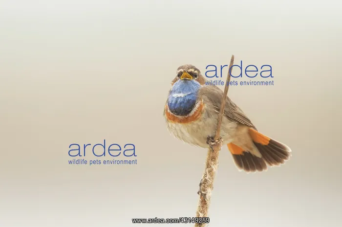 : Bluethroat : Bluethroat