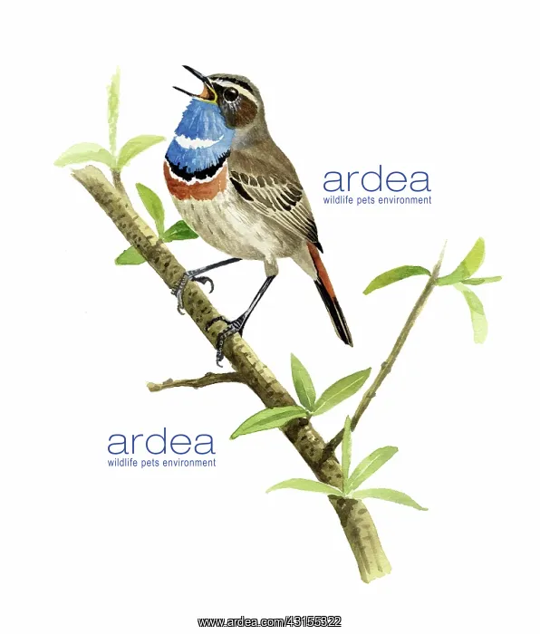 : Bluethroat : Bluethroat