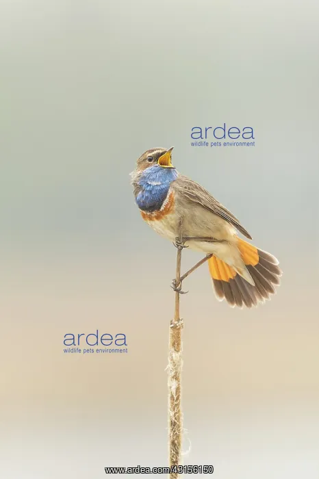 : Bluethroat : Bluethroat