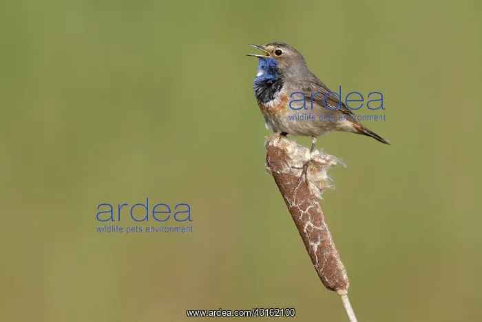 : Bluethroat : Bluethroat