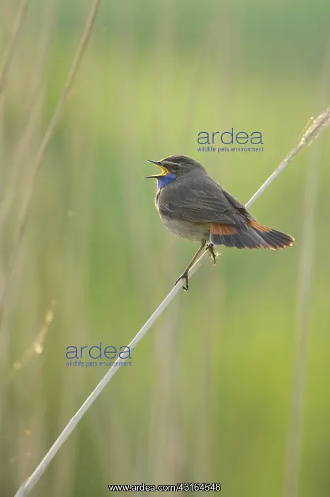 : Bluethroat : Bluethroat