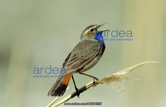 : Bluethroat : Bluethroat