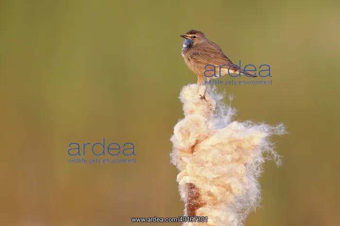 : Bluethroat : Bluethroat