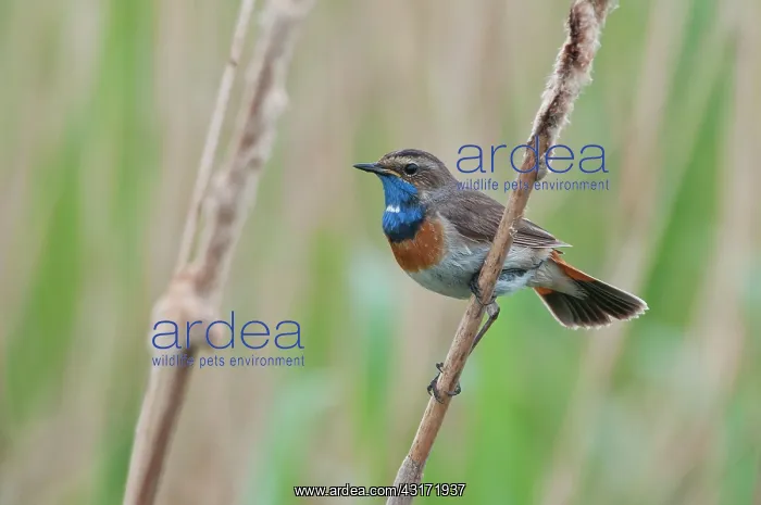  : Bluethroat