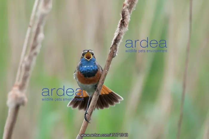 : Bluethroat : Bluethroat