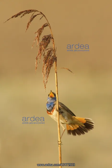 : Bluethroat : Bluethroat