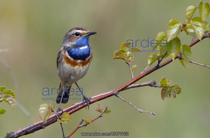 : Bluethroat : Bluethroat