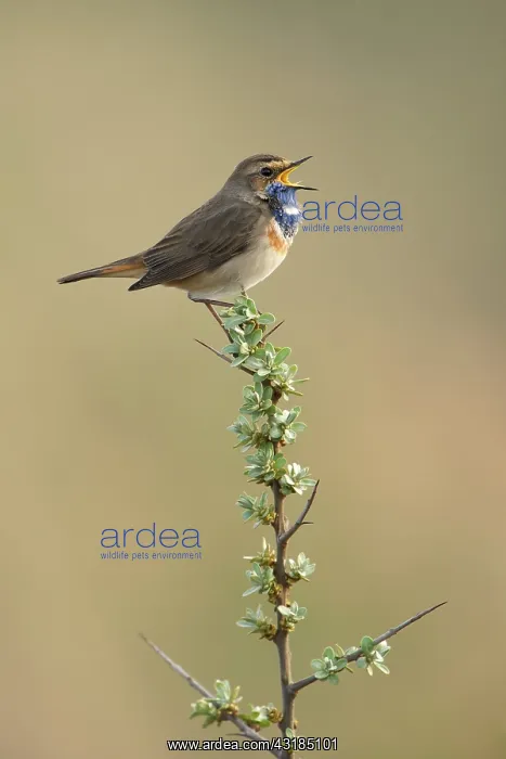 : Bluethroat : Bluethroat