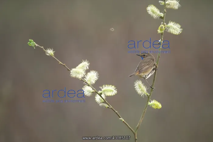 : Bluethroat : Bluethroat