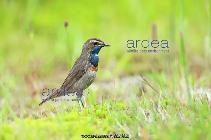 : Bluethroat : Bluethroat