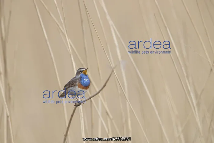 : Bluethroat : Bluethroat