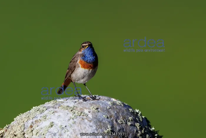  : Bluethroat