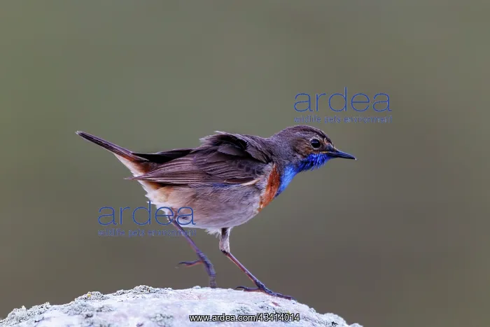 : Bluethroat : Bluethroat