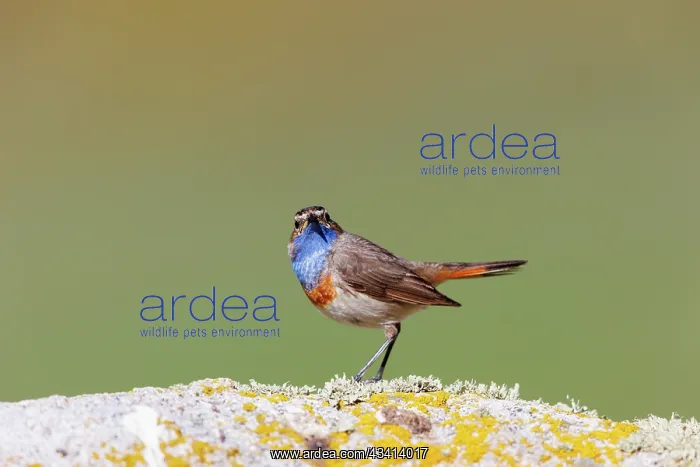 : Bluethroat : Bluethroat