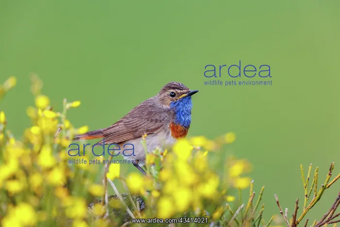 : Bluethroat : Bluethroat