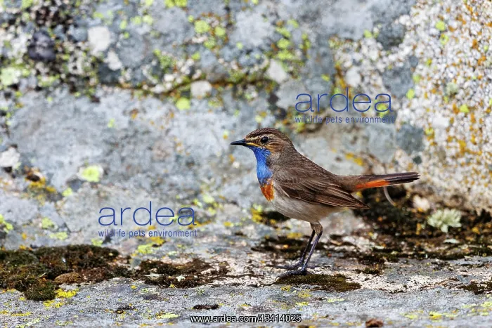 : Bluethroat : Bluethroat