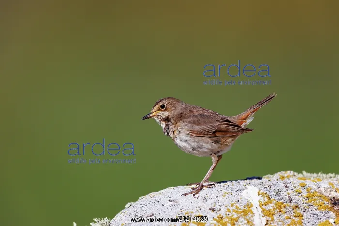: Bluethroat, Adult female : Bluethroat, Adult female