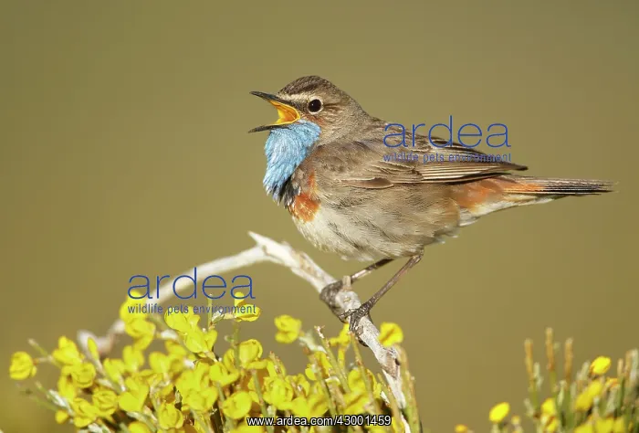 : Bluethroat adult male singing : Bluethroat adult male singing