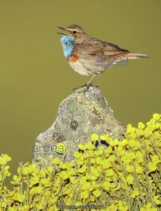: Bluethroat adult male singing : Bluethroat adult male singing