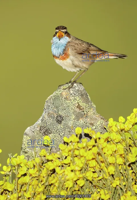 : Bluethroat adult male singing : Bluethroat adult male singing