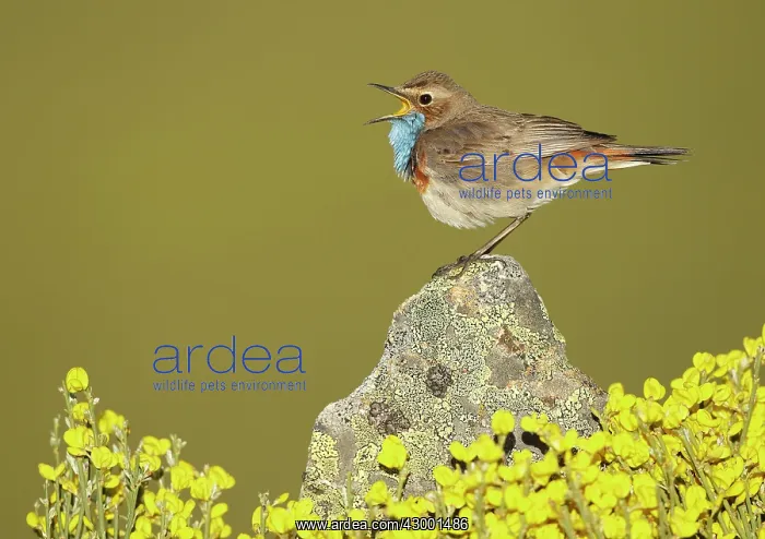 : Bluethroat adult male singing : Bluethroat adult male singing
