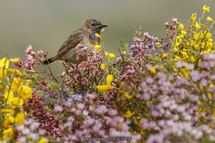 : Bluethroat (Iberian Bluethroat, azuricollis subspecies) : Bluethroat (Iberian Bluethroat, azuricollis subspecies)