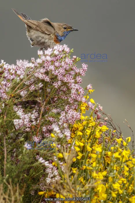 : Bluethroat (Iberian Bluethroat, azuricollis subspecies) : Bluethroat (Iberian Bluethroat, azuricollis subspecies)