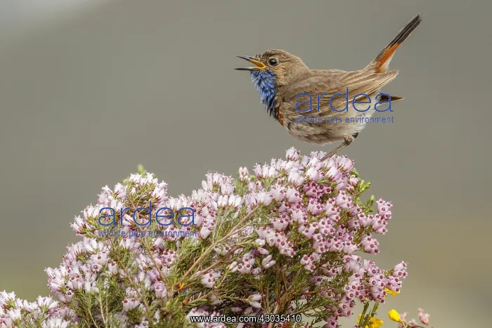 : Bluethroat (Iberian Bluethroat, azuricollis subspecies) : Bluethroat (Iberian Bluethroat, azuricollis subspecies)