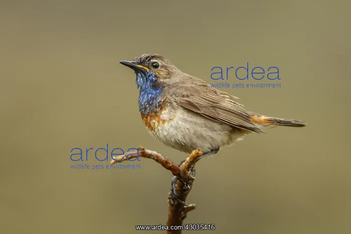 : Bluethroat (Iberian Bluethroat, azuricollis subspecies) : Bluethroat (Iberian Bluethroat, azuricollis subspecies)