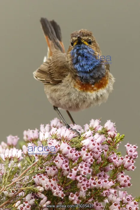 : Bluethroat (Iberian Bluethroat, azuricollis subspecies) : Bluethroat (Iberian Bluethroat, azuricollis subspecies)