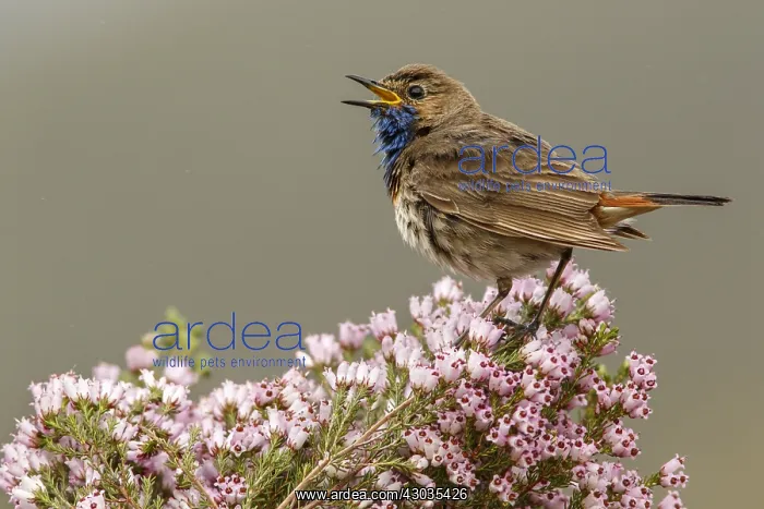 : Bluethroat (Iberian Bluethroat, azuricollis subspecies) : Bluethroat (Iberian Bluethroat, azuricollis subspecies)