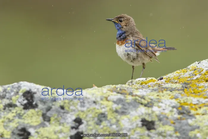 : Bluethroat (Iberian Bluethroat, azuricollis subspecies) : Bluethroat (Iberian Bluethroat, azuricollis subspecies)